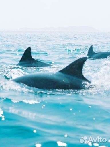 Сапборд + гидрокостюм SUP Сириус сапы серф дельфин