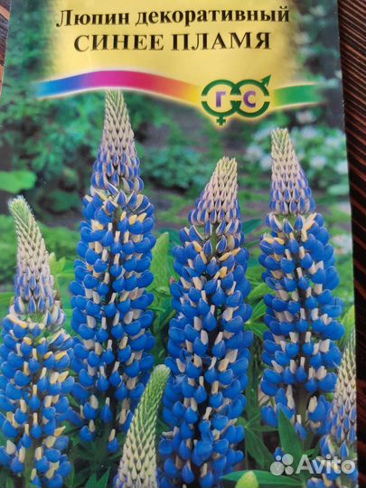 Люпин рассада