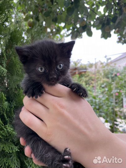 Котята бесплатно в добрые руки