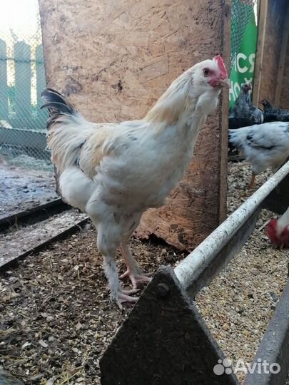 Молодые петухи