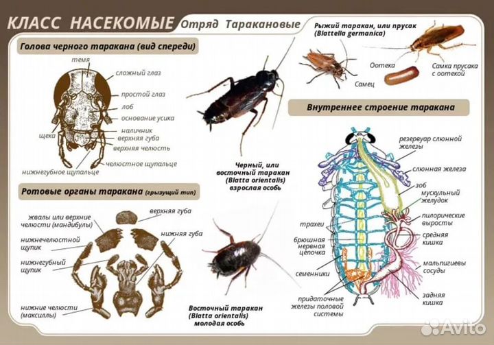 Уничтожение тараканов, клопов. Дезинфекция