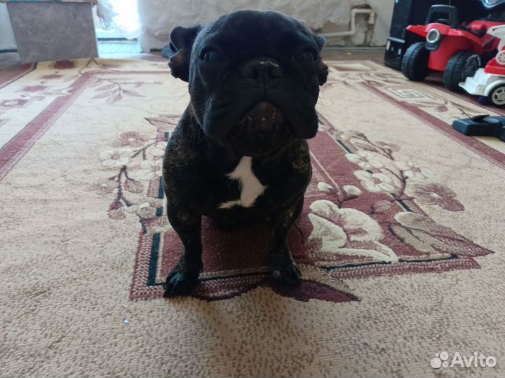 Французский бульдог