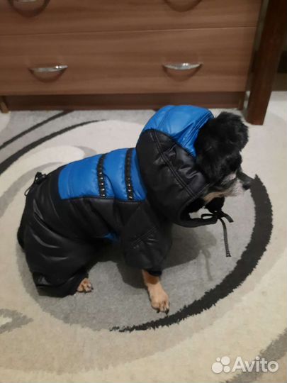 Одежда для маленьких собак