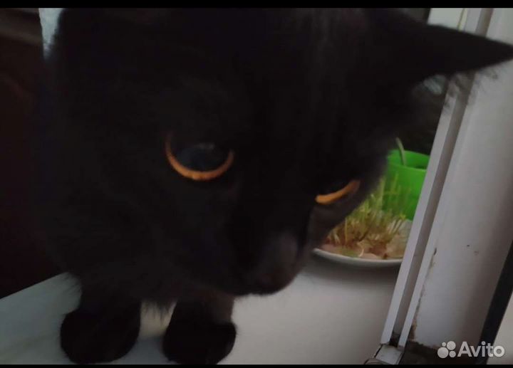 Домашние животные бесплатно кошки