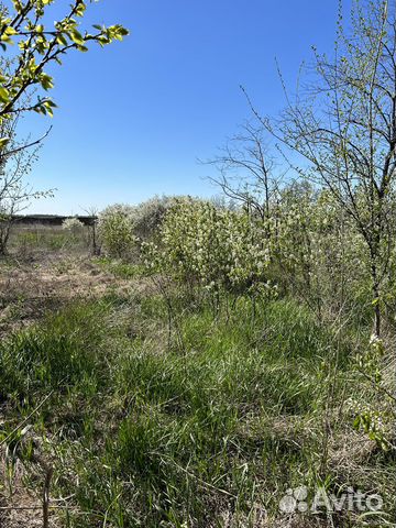 Ирга саженцы