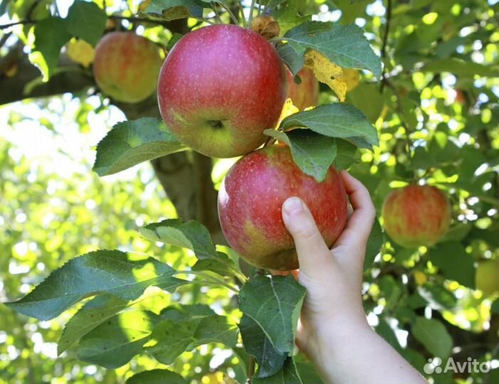 Рабочий на сбор урожая яблок