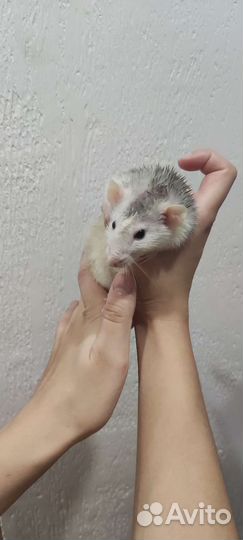 Декоративные крысы Дамбо