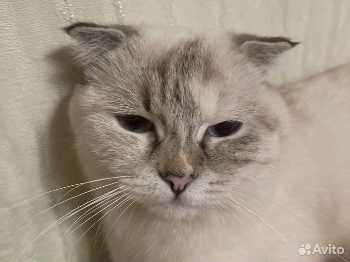 Шотландская вислоухая кошка