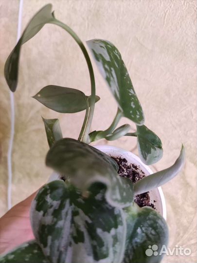 Сциндапсус Сильвер Энн