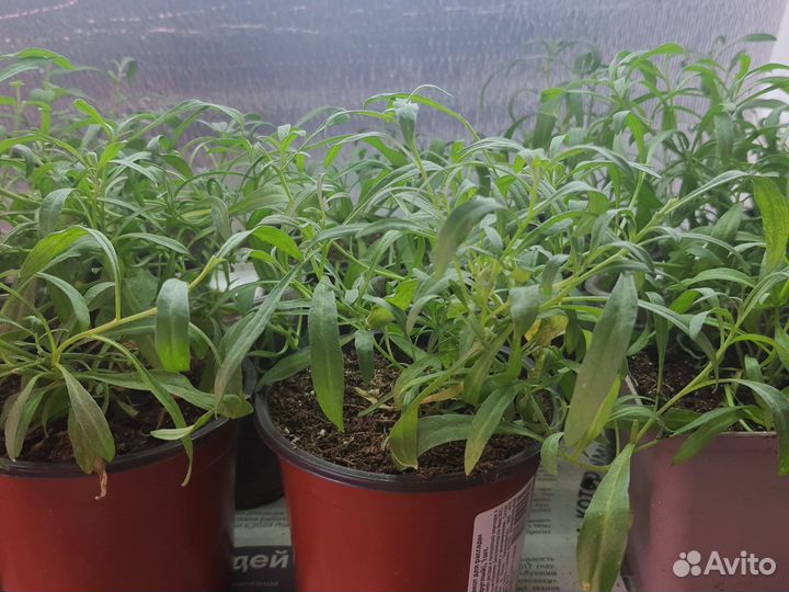 Черенки петунии, калибрахоа, алиссума, вербены