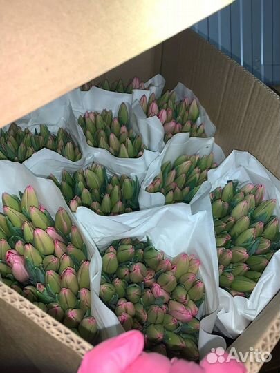 Тюльпаны: розница и опт