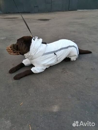 Комбинезон для собак (Унисекс)