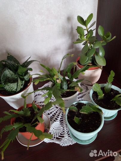 Цветок декабрист