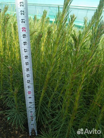 Сеянцы ели окс от производителя