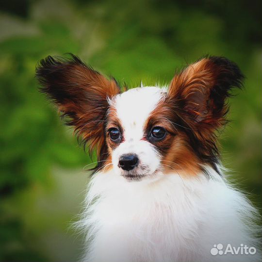 Предлагаются к продаже щенки папийона