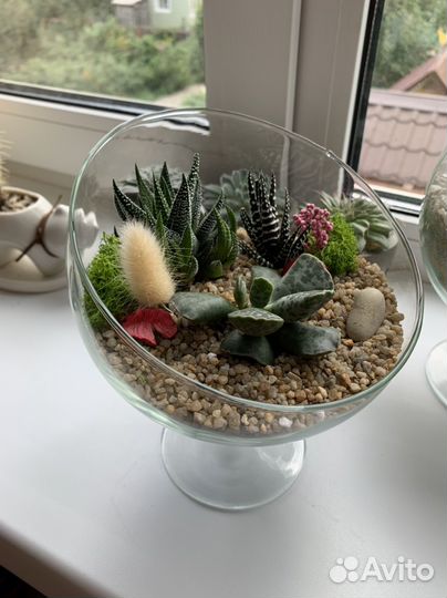 Флорариум суккуленты, подарок