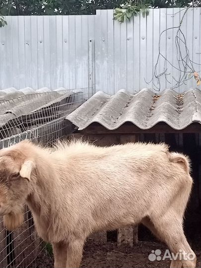 Козел ждет