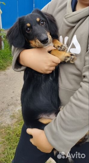 Собака смесь таксы