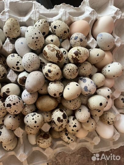 Яйца инкубационные