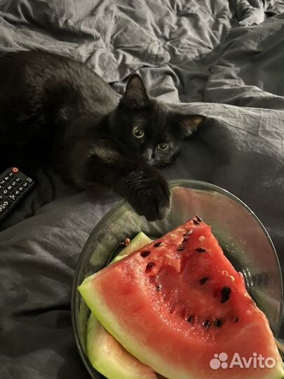 Кошка в добрые руки