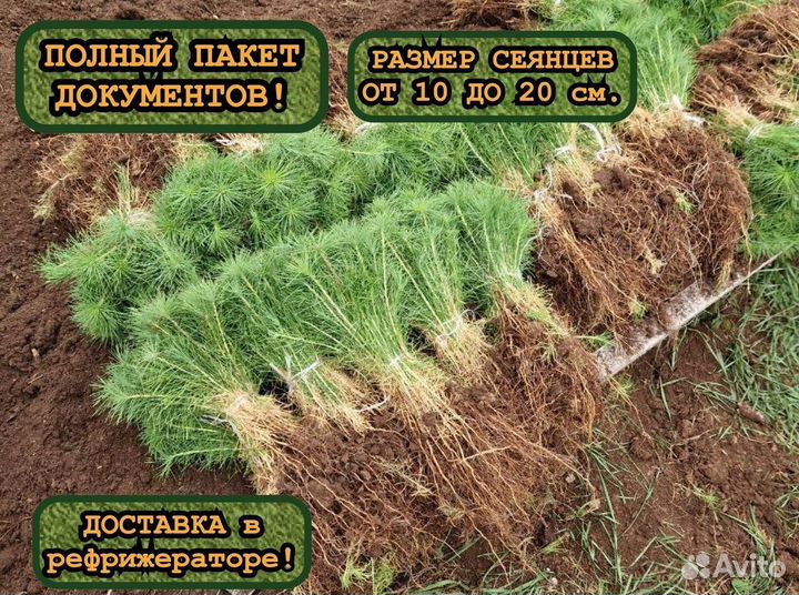 Окс сеянцы сосны и ели