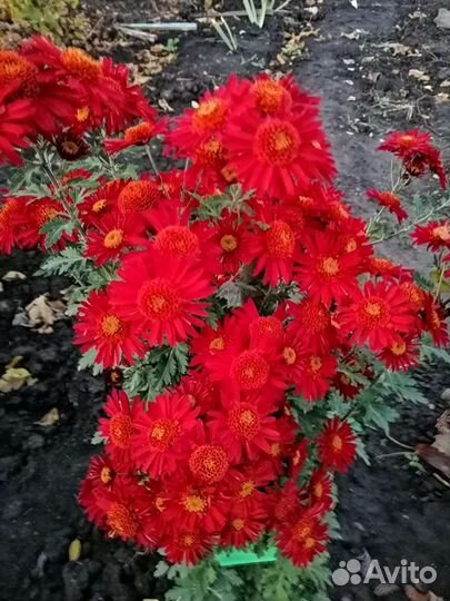 Коллекционные сорта