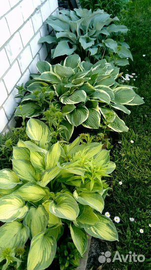 Хосты бордюры для сада. Цветы многолетние