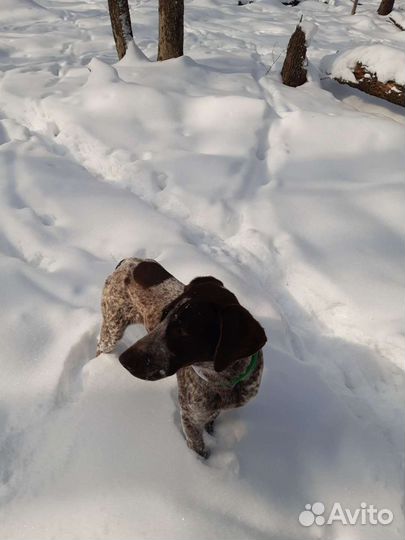 Курцхаар вязка