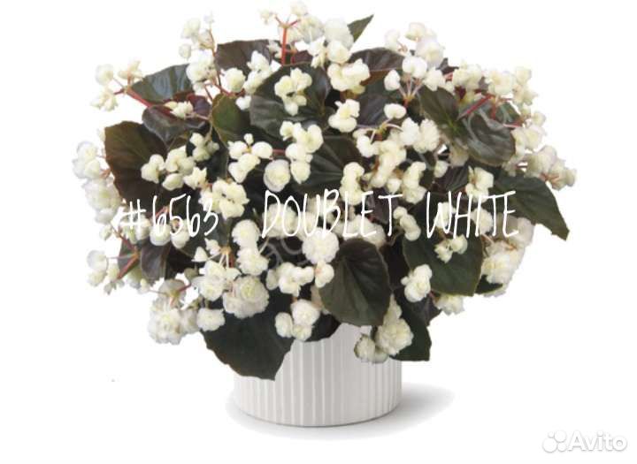 Бегония (Begonia) Вечноцветущая Полуампельная