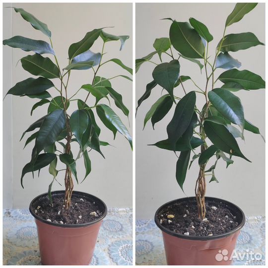 Фикус Бенджамина