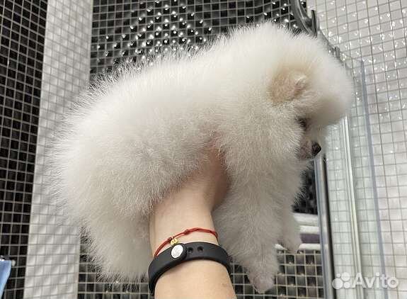 Шикарные мишки