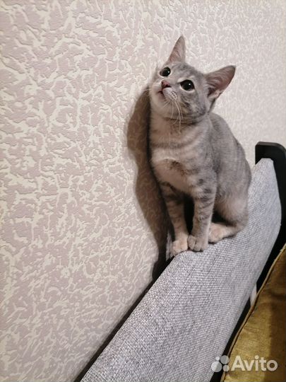 Кошки в добрые руки бесплатно