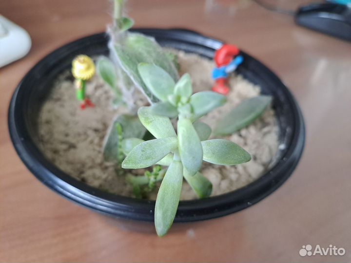 Растения для флорариума