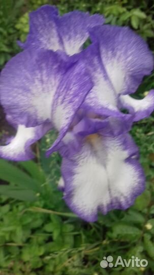 Сортовые крупные ирисы