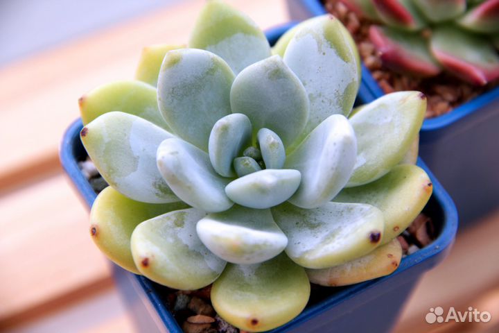 Суккуленты из Кореи (адаптированы)