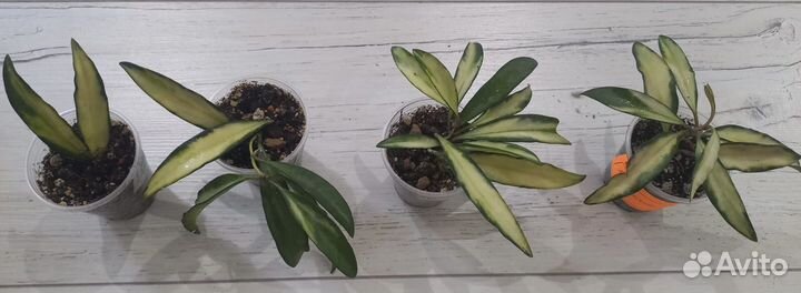 Хойя разные