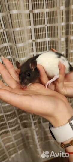 Крысята дамбо