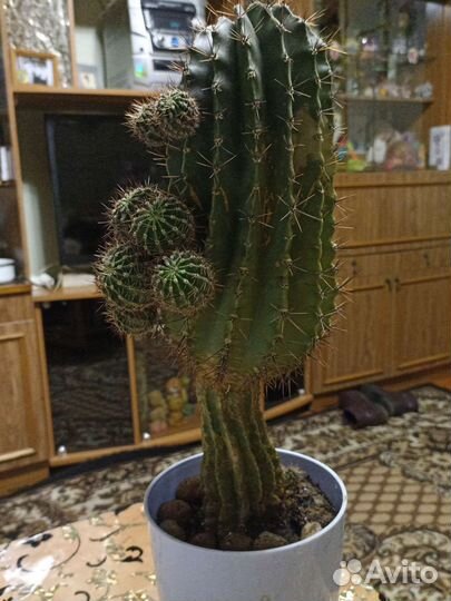 Кактусы алоэ разные