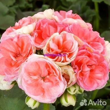 Пеларгония герань