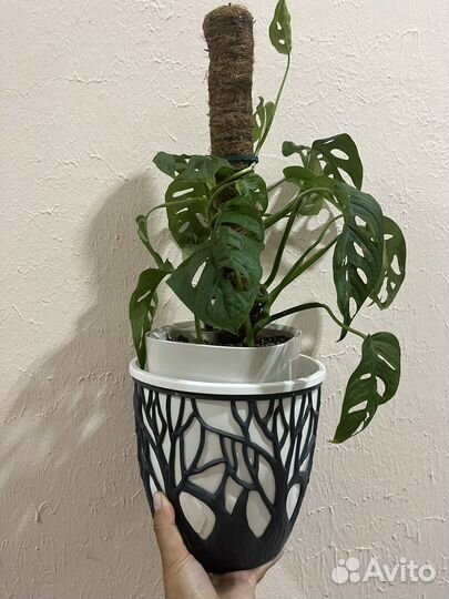 Монстера манки маск взрослая