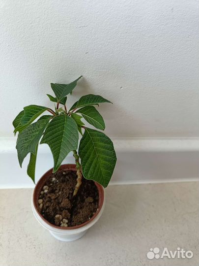 Молочай,пуансеттия