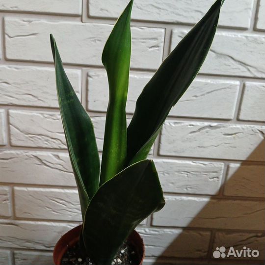 Сансевиерии сортовые
