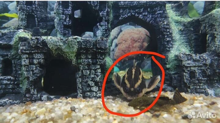 Сом платидорас