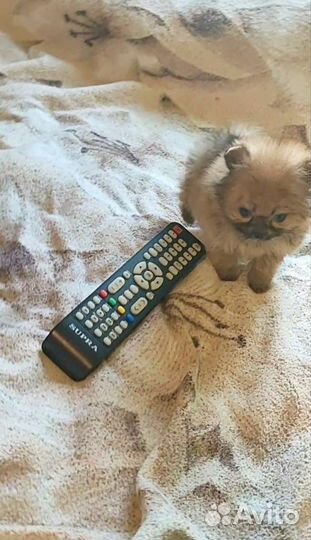 Померанская девочка мини