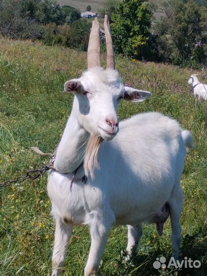Коза дойная молочная и козлы 8 голов