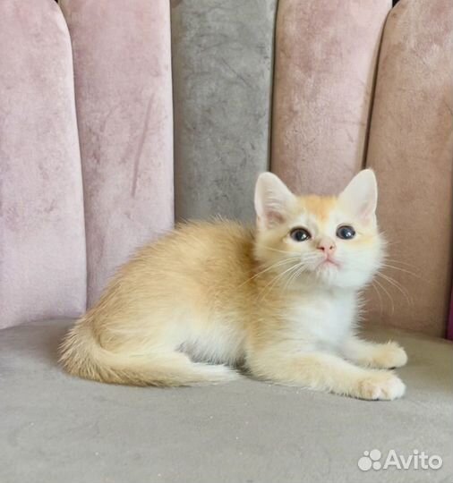 Кошка британская золотая шиншилла шелл ny12