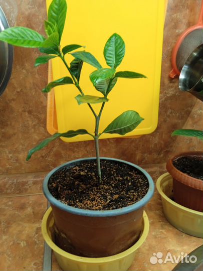 Гардения(жасмин комнатный)