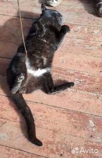 Бросили кота