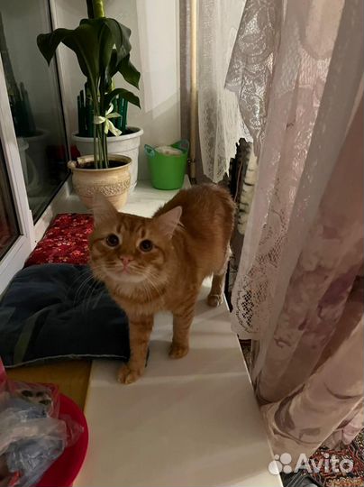 Котик ищет себе дом