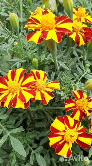 Бархатцы-тагетес сушеные, семена